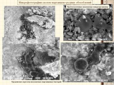 Микрофотографии сколов марганцево-рудных обособлений Проблематичные ископаемы...