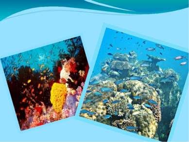 Организация ЮНЕСКО внесла Большой барьерный риф в список объектов всемирного ...