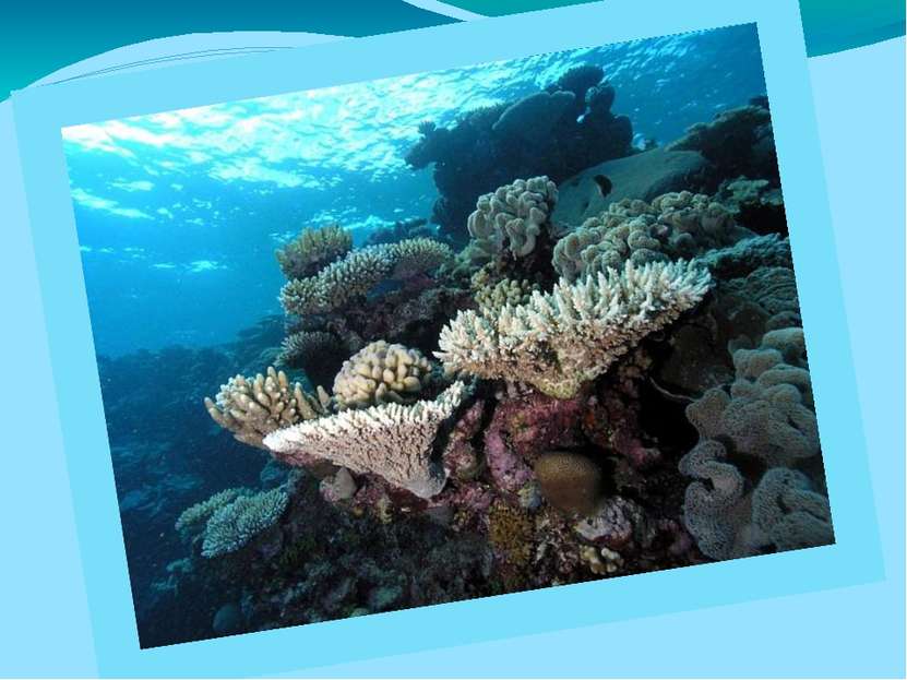 История происхождения Современная история развития Большого Кораллового рифа ...