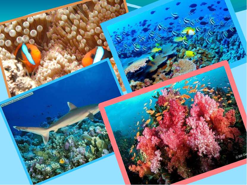 Большой барьерный риф является одной из самых разнообразных экосистем в мире....