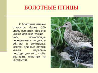 БОЛОТНЫЕ ПТИЦЫ К болотным птицам относятся более 200 видов пернатых. Все они ...