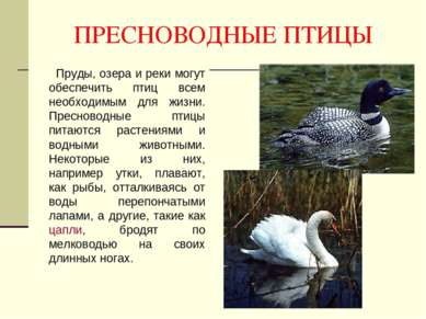 ПРЕСНОВОДНЫЕ ПТИЦЫ Пруды, озера и реки могут обеспечить птиц всем необходимым...