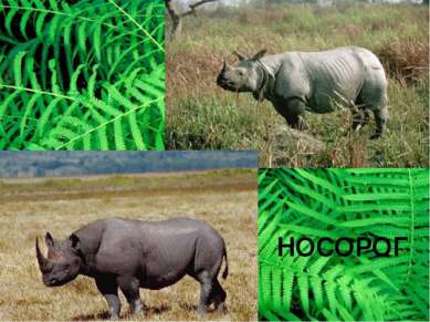 НОСОРОГ Чёрный носорог белый носорог белый носорог – очень мирное животное. О...