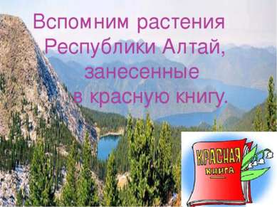 Вспомним растения Республики Алтай, занесенные в красную книгу.