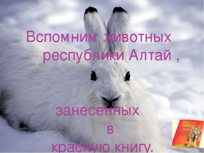 Вспомним животных республики Алтай , занесенных в красную книгу.