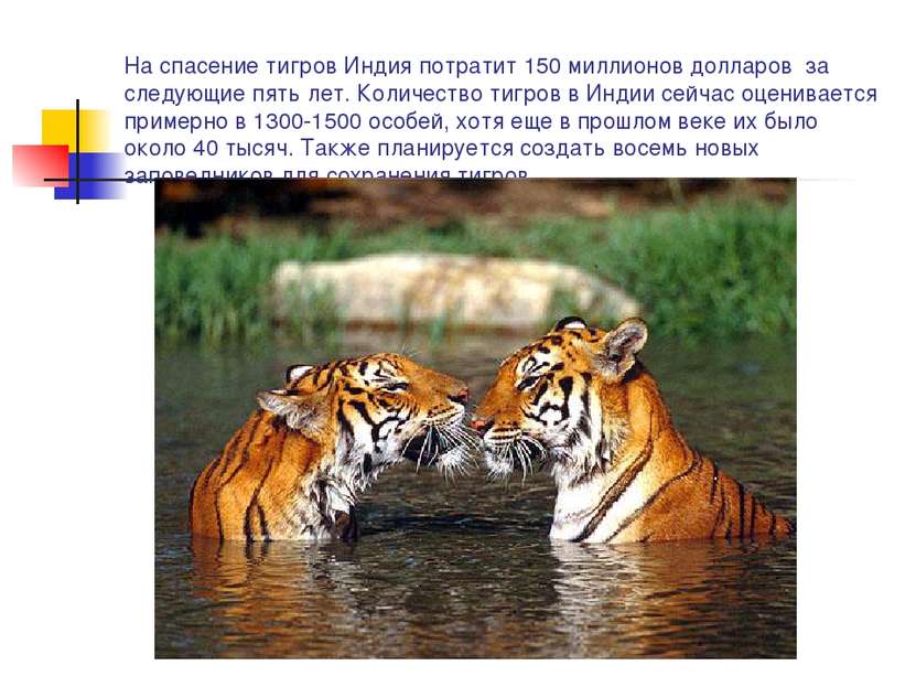 На спасение тигров Индия потратит 150 миллионов долларов за следующие пять ле...