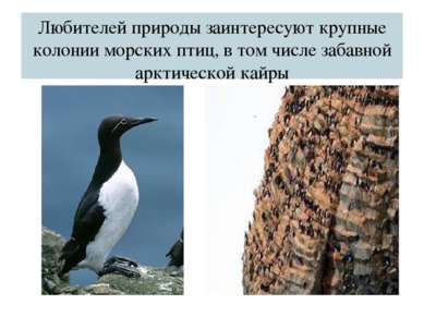 Любителей природы заинтересуют крупные колонии морских птиц, в том числе заба...