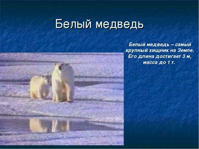 Белый медведь Белый медведь – самый крупный хищник на Земле. Его длина достиг...