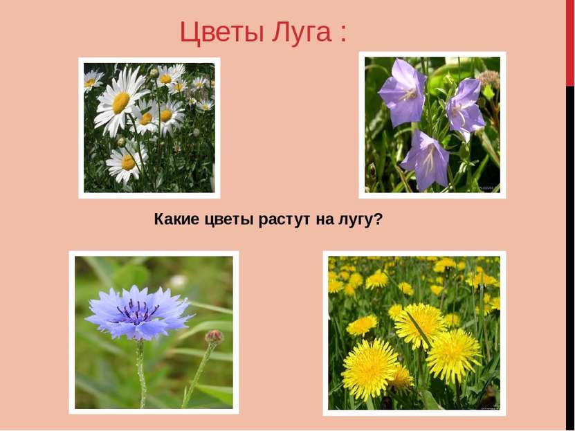 Цветы Луга : Какие цветы растут на лугу?