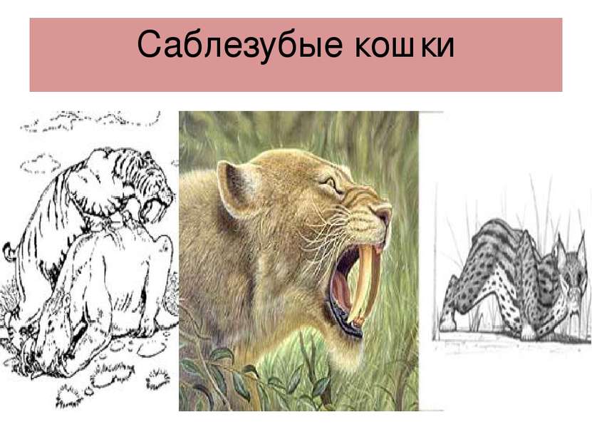 Саблезубые кошки