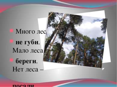 Много леса – не губи. Мало леса – береги. Нет леса – посади.