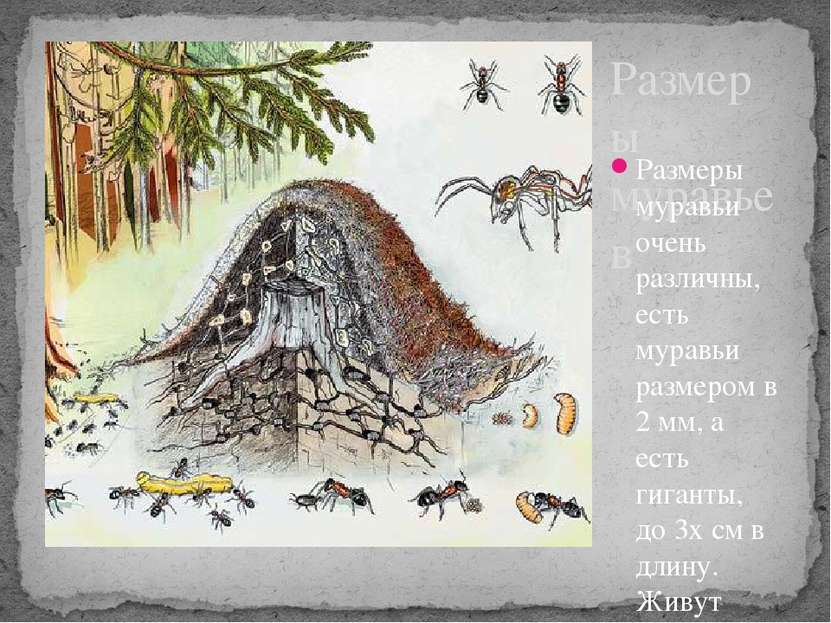 Размеры муравьев Размеры муравьи очень различны, есть муравьи размером в 2 мм...