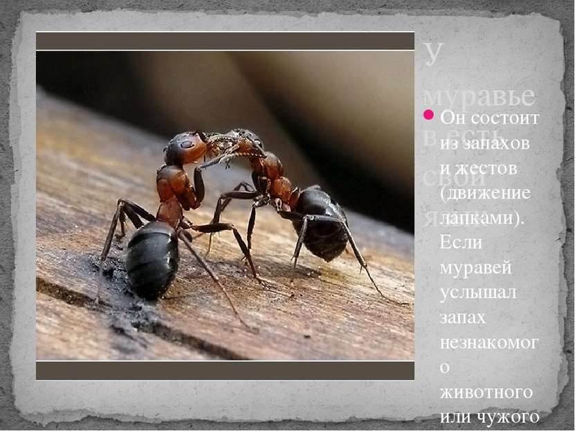 У муравьев есть свой язык Он состоит из запахов и жестов (движение лапками). ...