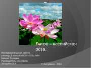Лотос — Каспийская роза