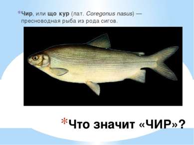 Что значит «ЧИР»? Чир, или що кур (лат. Coregonus nasus) — пресноводная рыба ...