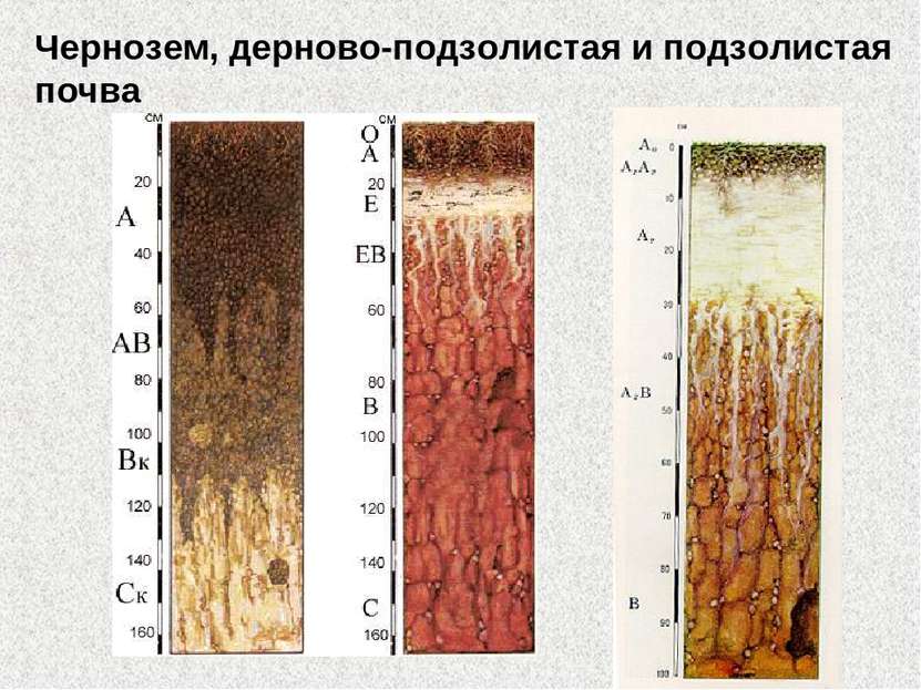 Чернозем, дерново-подзолистая и подзолистая почва
