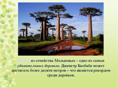 Баобаб из семейства Мальвовых – одно из самых удивительных деревьев. Диаметр ...