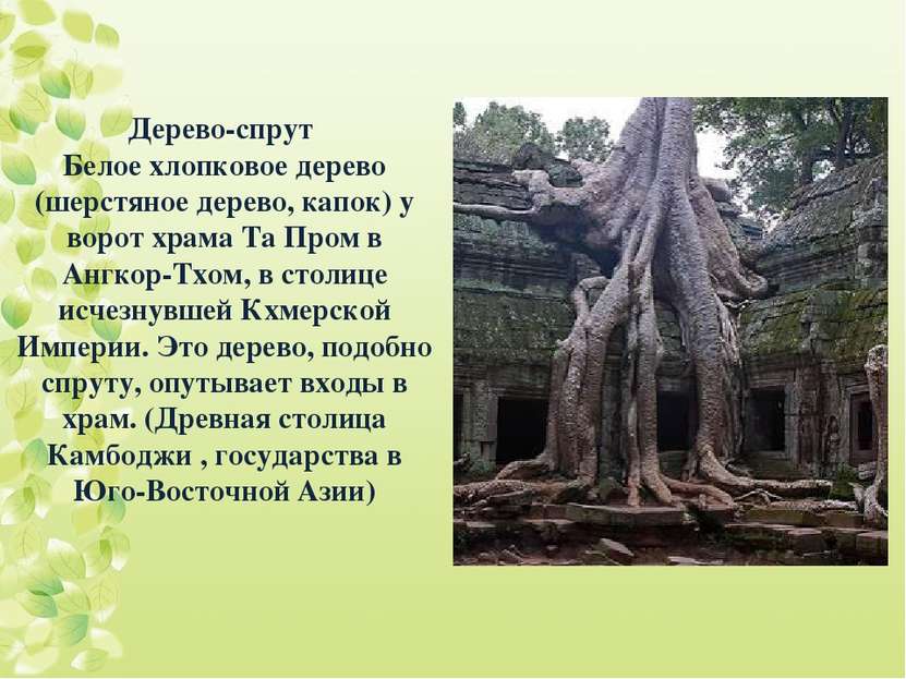 Дерево-спрут Белое хлопковое дерево (шерстяное дерево, капок) у ворот храма Т...