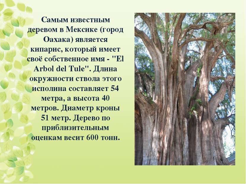 Самым известным деревом в Мексике (город Оахака) является кипарис, который им...