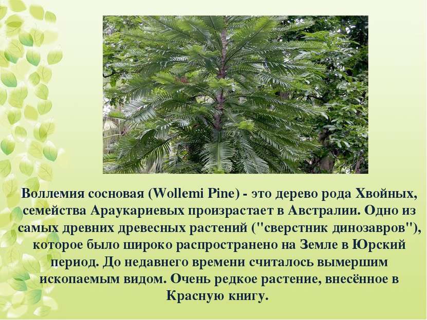 Воллемия сосновая (Wollemi Pine) - это дерево рода Хвойных, семейства Араукар...