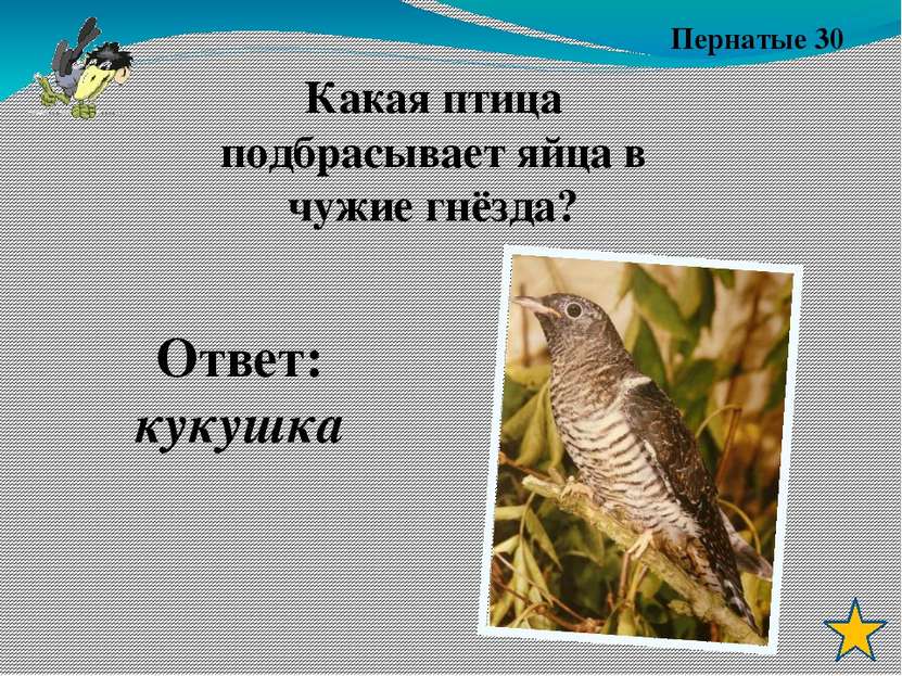 Пернатые 10 Ответ: Поползень Какая птица движется по дереву вниз головой?