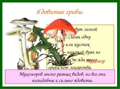 Ядовитые грибы. Этот гриб зовут лесной смертью. Съешь одну шляпку или кусочек...