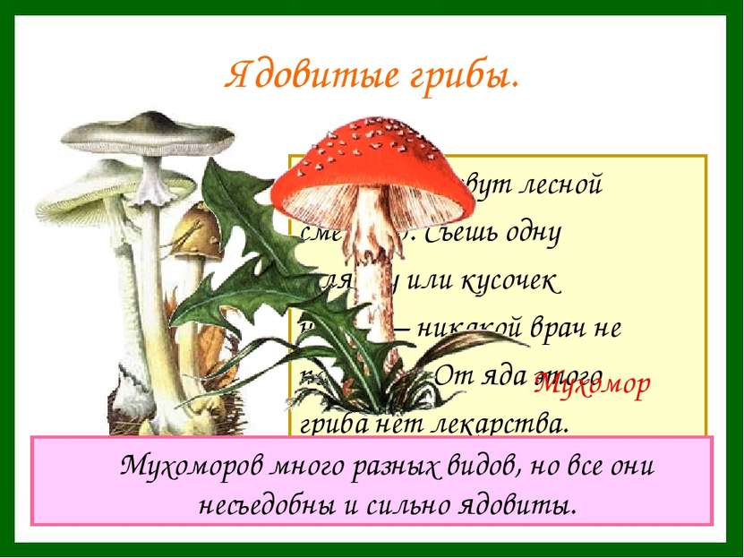 Ядовитые грибы. Этот гриб зовут лесной смертью. Съешь одну шляпку или кусочек...