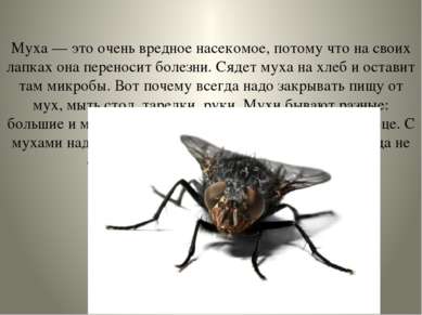 Муха — это очень вредное насекомое, потому что на своих лапках она переносит ...