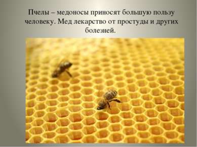 Пчелы – медоносы приносят большую пользу человеку. Мед лекарство от простуды ...
