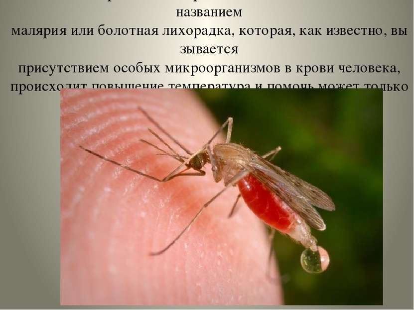 Этот комар  являются  разносчиками болезни -  под названием малярия или болот...