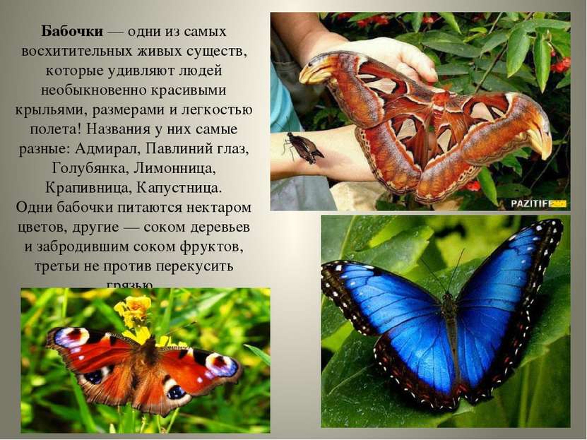 Бабочки — одни из самых восхитительных живых существ, которые удивляют людей ...