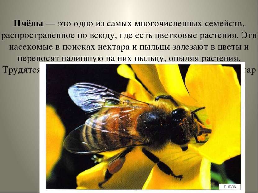 Пчёлы — это одно из самых многочисленных семейств, распространенное по всюду,...