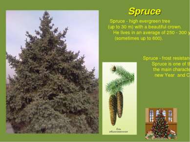 Spruce Spruce - high evergreen tree (up to 30 m) with a beautiful crown. He l...