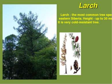 Larch - the most common tree species in eastern Siberia. Height - up to 35 me...