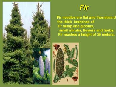 Fir Fir needles are flat and thornless.Under the thick branches of fir damp a...
