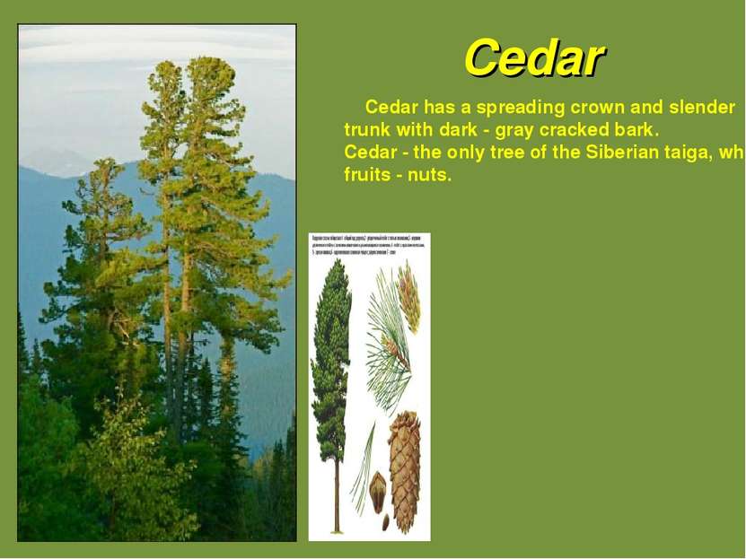 Cedar Cedar has a spreading crown and slender trunk with dark - gray cracked ...