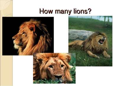 How many lions?