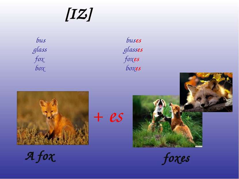 [IZ] bus buses glass glasses fox foxes box boxes A fox foxes + es