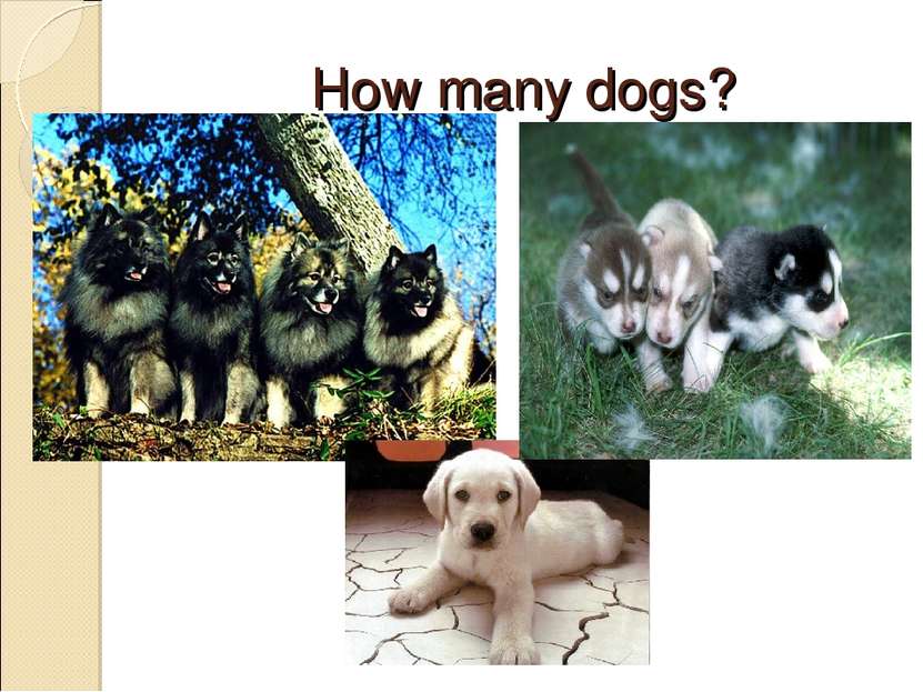 How many dogs?