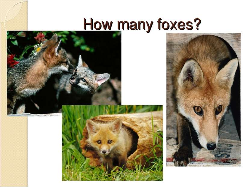 How many foxes?