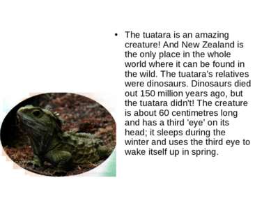 The tuatara is an amazing creature! And New Zealand is the only place in the ...
