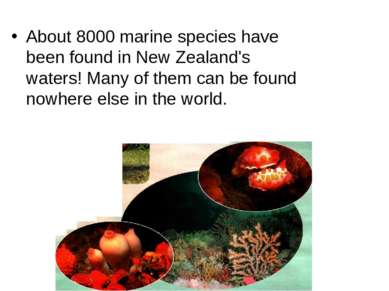 About 8000 marine species have been found in New Zealand's waters! Many of th...