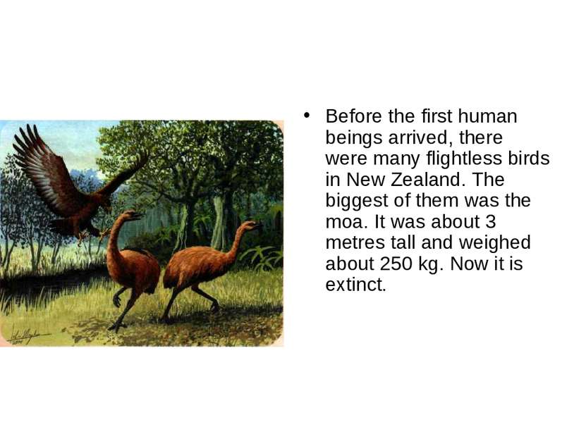 Before the first human beings arrived, there were many flightless birds in Ne...