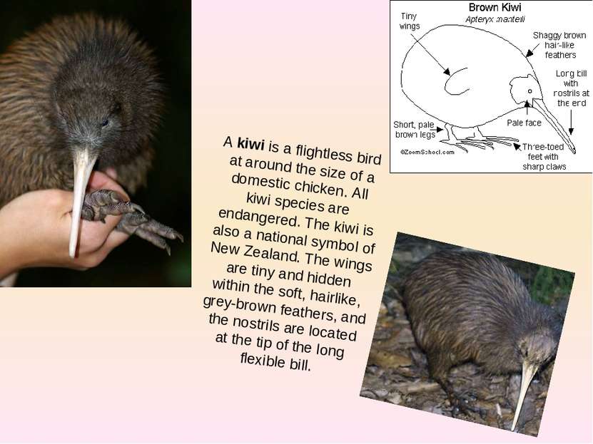 A kiwi is a flightless bird at around the size of a domestic chicken. All kiw...