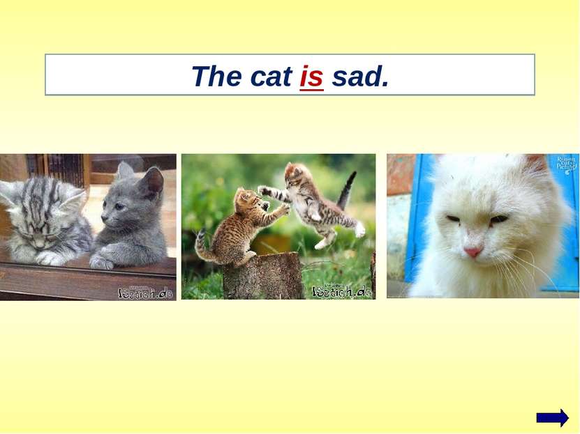 The cat is sad.