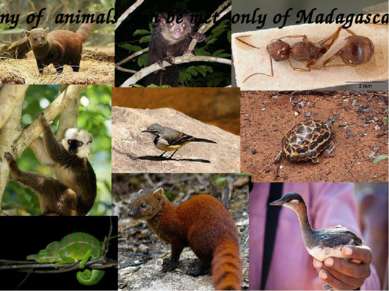 Many of animals can be met only of Madagascar