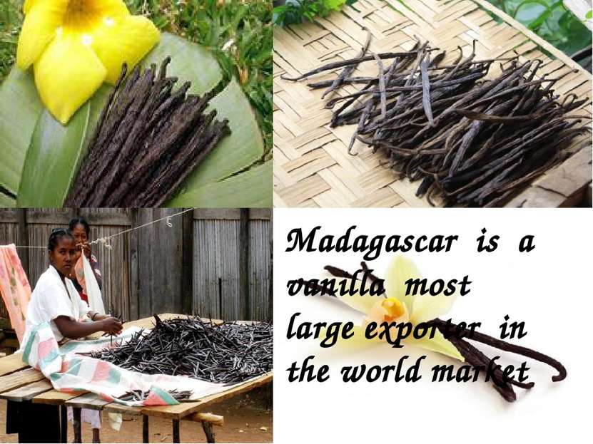 Madagascar is a vanilla most large exporter in the world market