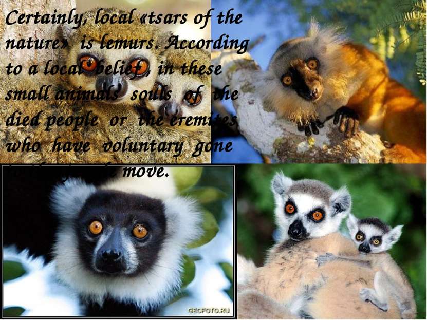 Certainly, local «tsars of the nature» is lemurs. According to a local belief...