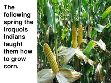 The following spring the Iroquois Indians taught them how to grow corn.