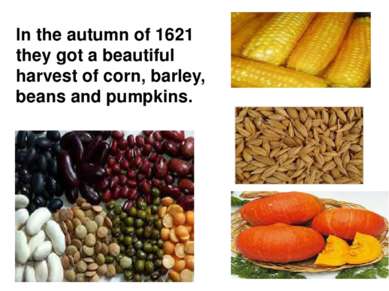 In the autumn of 1621 they got a beautiful harvest of corn, barley, beans and...